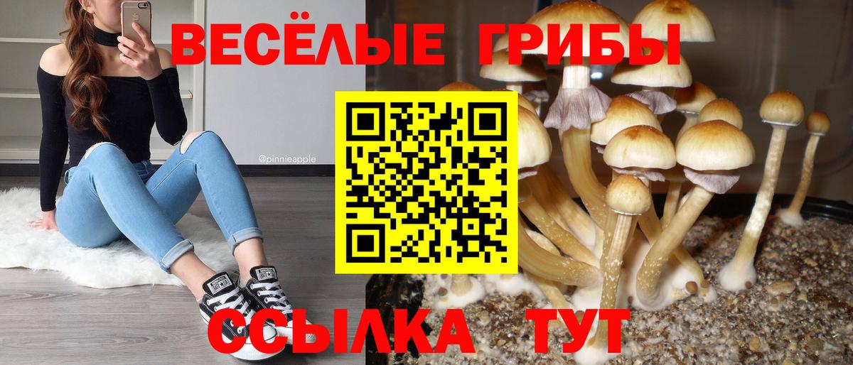 купить  цена  Галлюциногенные грибы Psilocybine cubensis  Вход с VPN  Волгодонск  Галлюциногенные грибы Psilocybe 